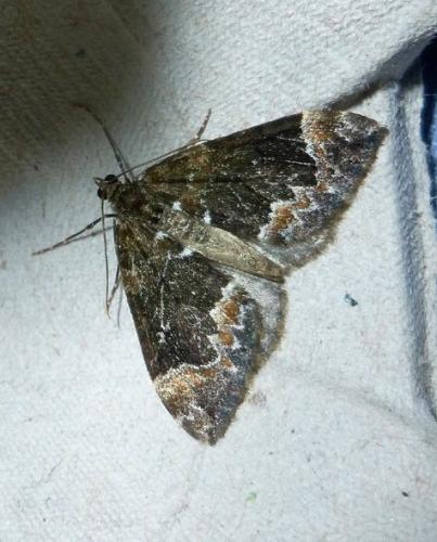 Réf. 108 058 : Dysstroma sp.