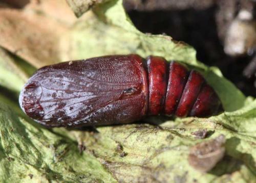 Réf. 108 542 : Dysgonia algira