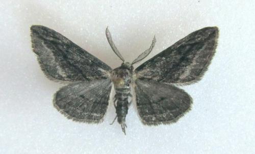 Réf. 108 955 : Ecleora solieraria