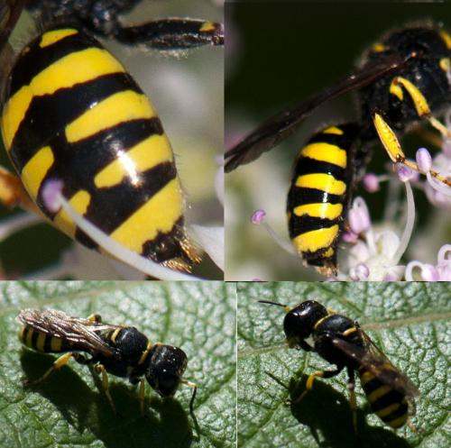 Ectemnius sp.