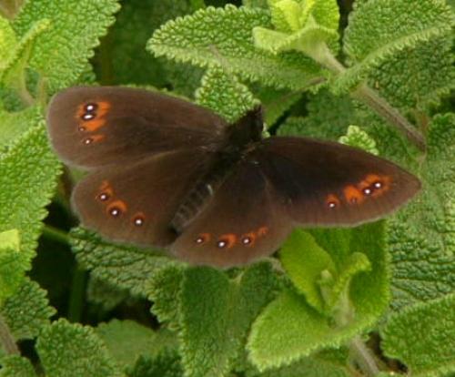 Erebia meolans