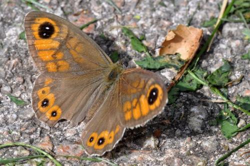 Lasiommata maera