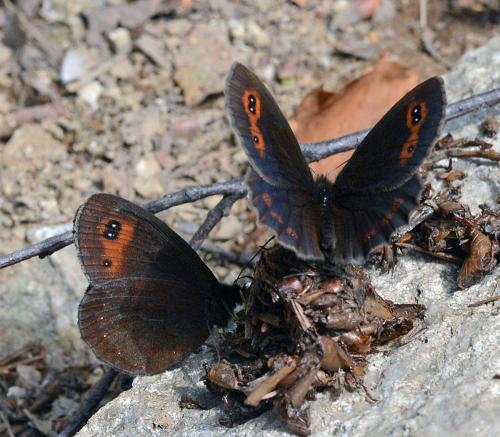 Erebia aethiops