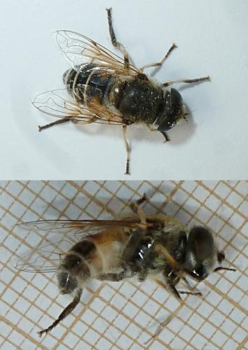 Eristalis arbustorum