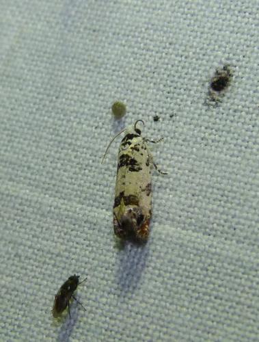 Eucosma campoliliana