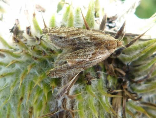 Eucosma sp.