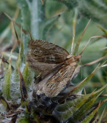 Eucosma sp.