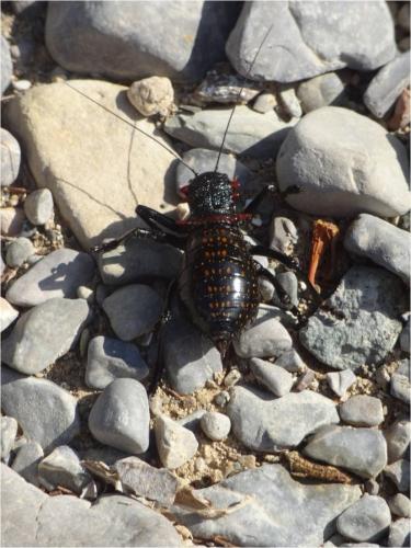 Réf. 108 064 : Eugaster sp.