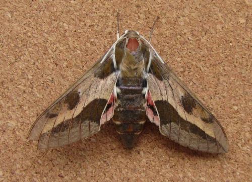 Hyles euphorbiae