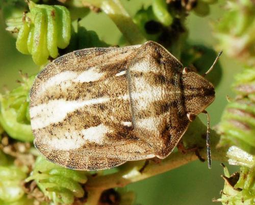Réf. 108 240 : Eurygaster testudinaria
