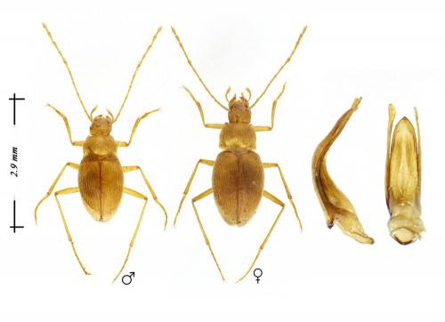 Diaprysius ducailari