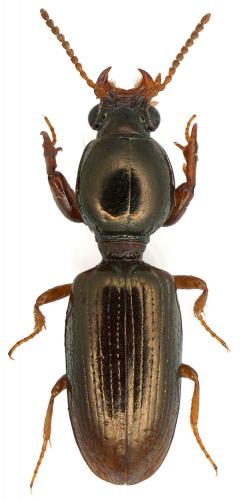 Réf. 108 227 : Dyschiriodes politus