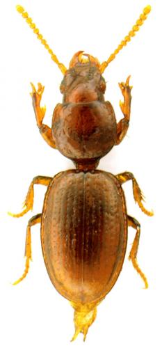 Réf. 108 954 : Reicheia palustris