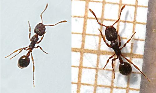 Réf. 108 794 : Tetramorium sp.