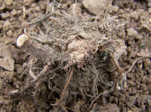 Phytoecia nigricornis