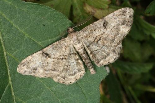 Peribatodes rhomboidaria