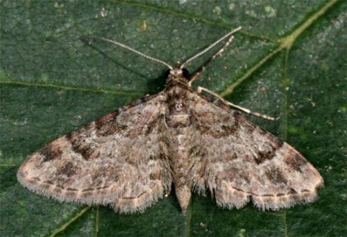 Gymnoscelis rufifasciata