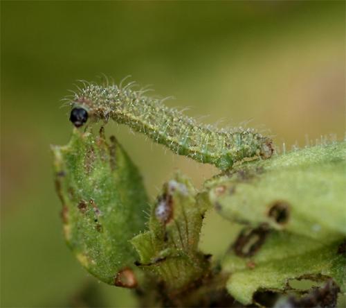 Aplasta ononaria