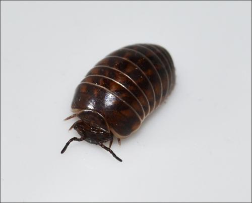 Glomeris intermedia