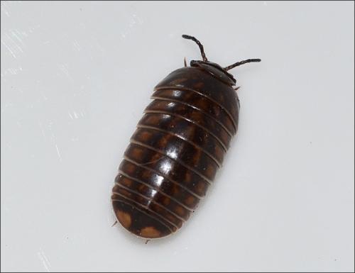 Glomeris intermedia