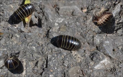 Glomeris marginata