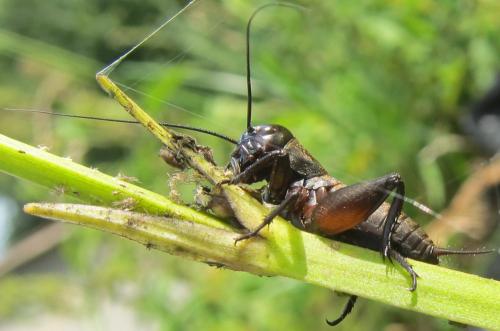 Réf. 108 828 : Gryllus campestris