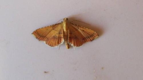 Endotricha flammealis