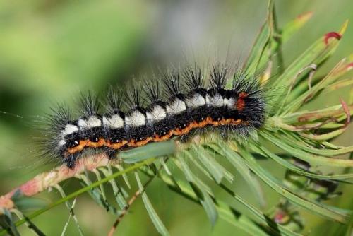 Réf. 108 498 : Acronicta euphorbiae