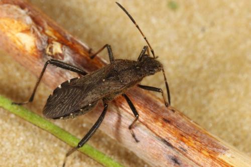 Réf. 108 189 : Alydus calcaratus