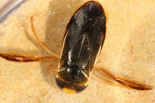 Corixa punctata