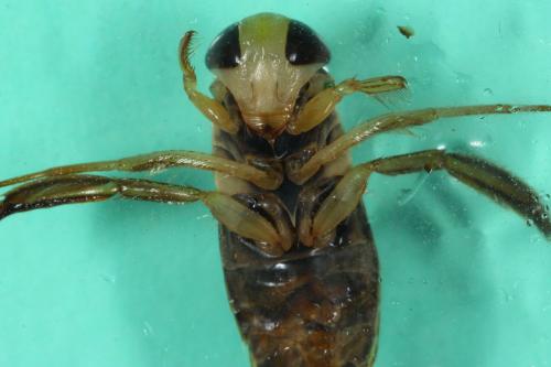 Corixa punctata