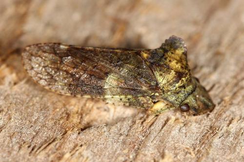 Ledra aurita