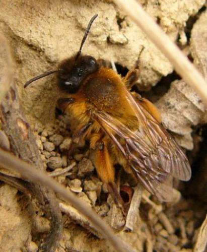 Andrena sp.