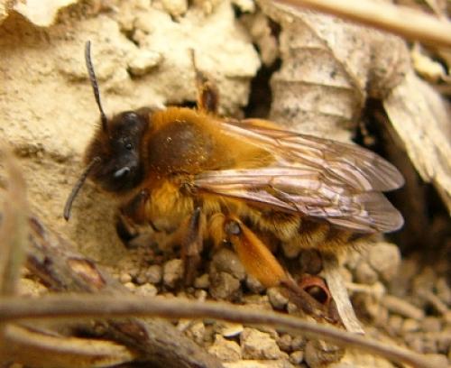 Andrena sp.