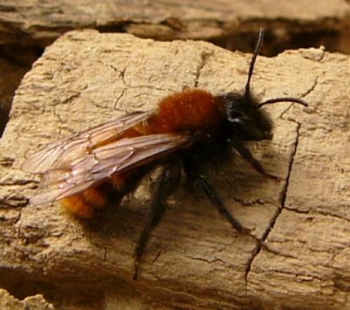 Andrena fulva