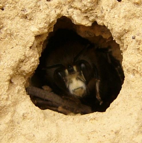 Anthophora sp.