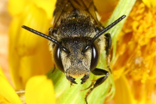 Réf. 108 906 : Coelioxys inermis