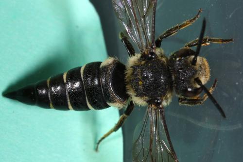 Réf. 108 907 : Coelioxys inermis