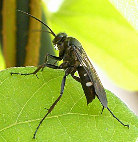 Réf. 108 061 : Episyron sp.