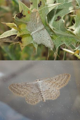 Idaea elongaria