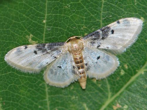 Réf. 108 021 : Idaea filicata