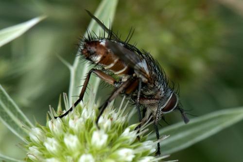 Réf. 108 041 : Linnaemya vulpina