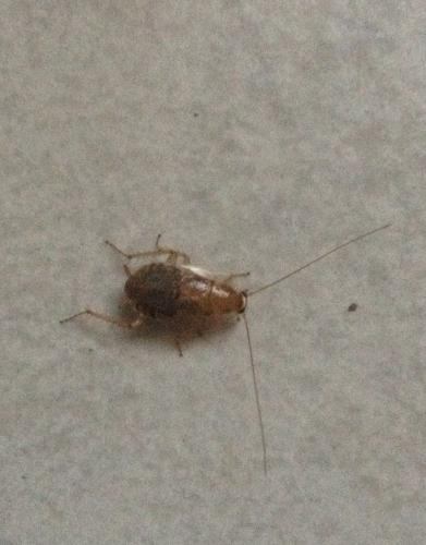 Ectobius sp.