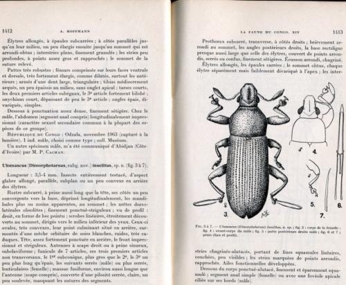 Ulomascus insolitus