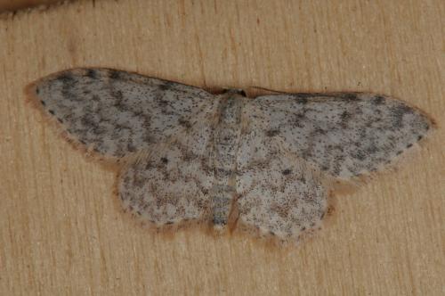 Réf. 108 513 : Idaea alyssumata