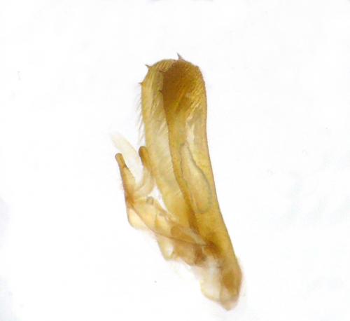Idaea alyssumata