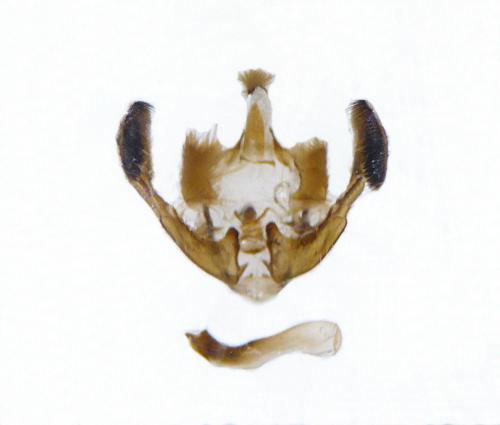 Réf. 108 022 : Mesapamea secalis