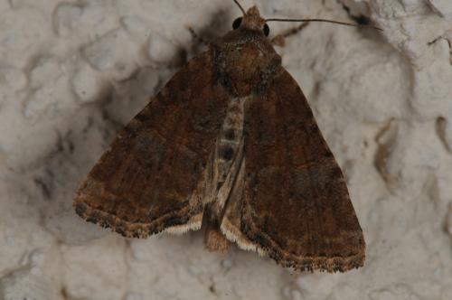 Réf. 108 100 : Mesoligia furuncula