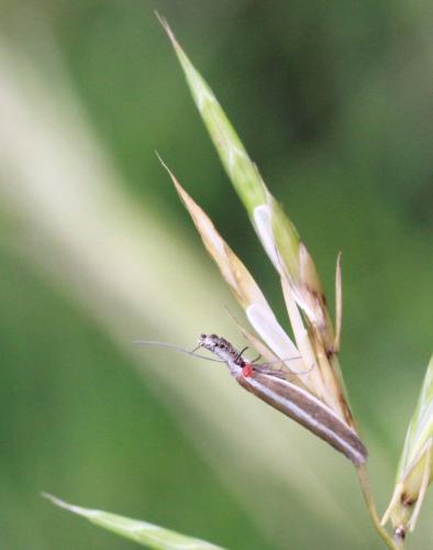 Réf. 108 686 : Pleurota aristella