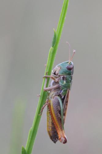 Réf. 108 217 : Stenobothrus nigromaculatus nigromaculatus